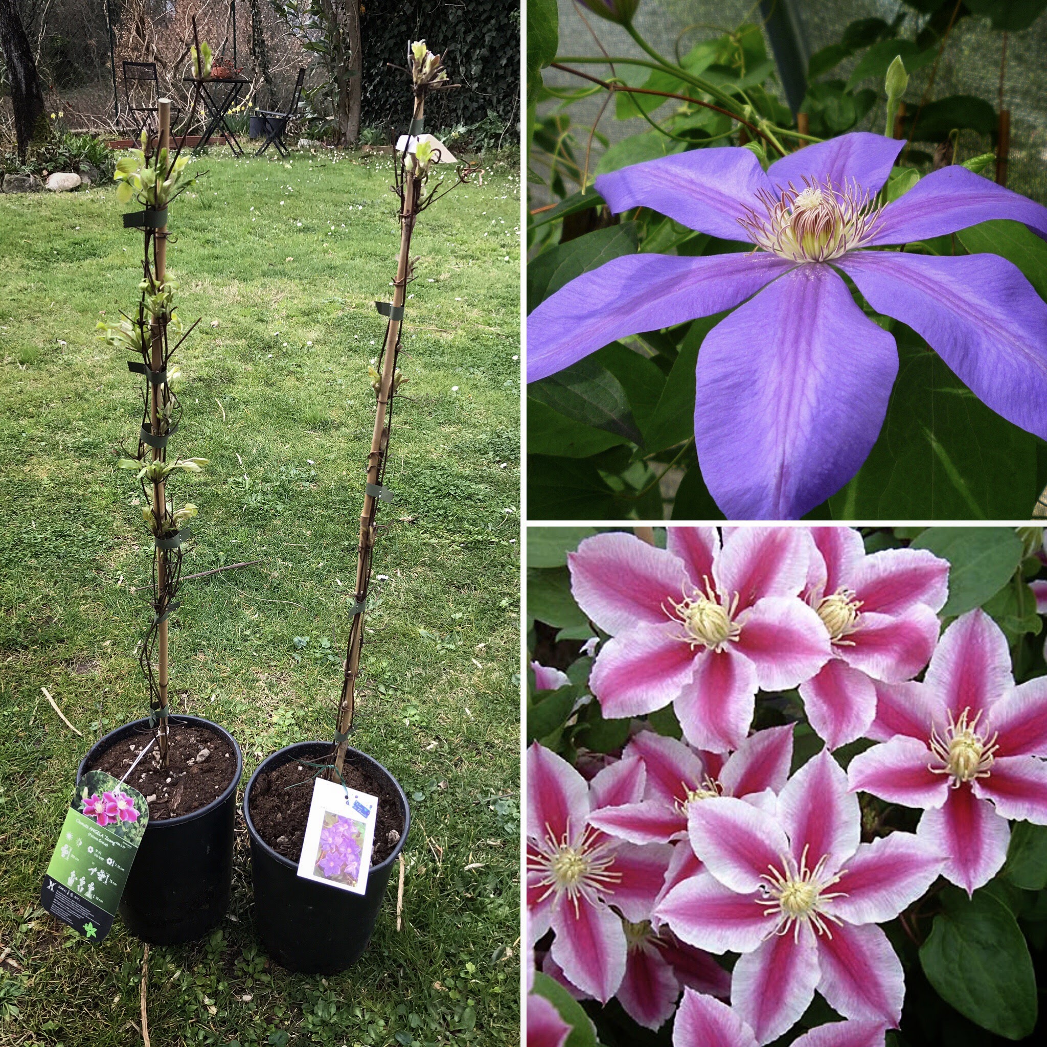 clematis
